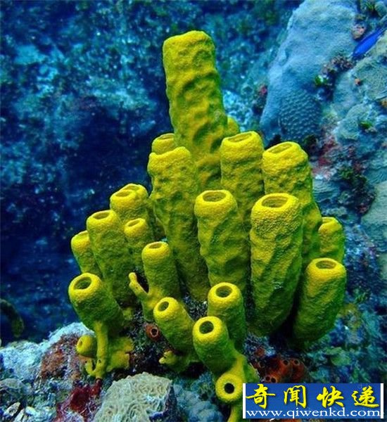 动物出门不带脑子?没脑子已成为一种进化方向!