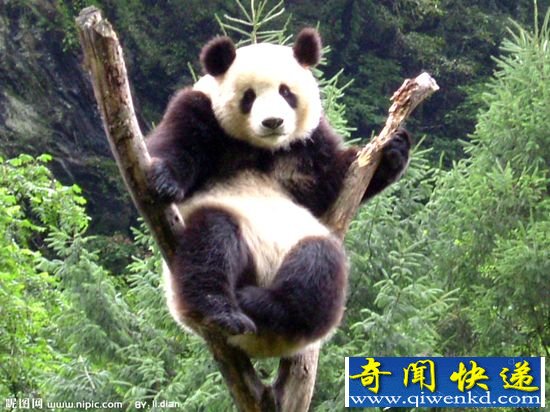 震惊!全球十大面临灭绝的动物竟然有它