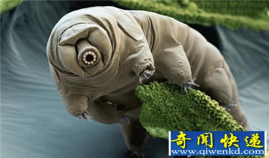 盘点最稀有神秘海洋生物 见过一种就了不起