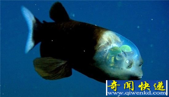 盘点最稀有神秘海洋生物 见过一种就了不起