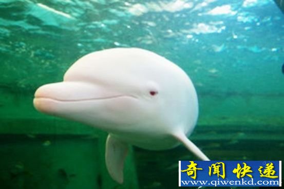 海豚竟是暴力强奸犯?揭秘海豚性欲之谜