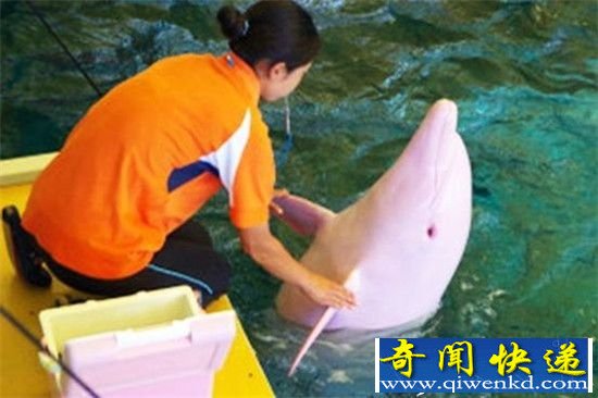 海豚竟是暴力强奸犯?揭秘海豚性欲之谜