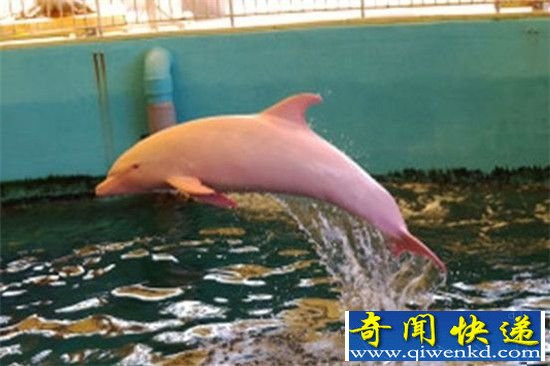 海豚竟是暴力强奸犯?揭秘海豚性欲之谜