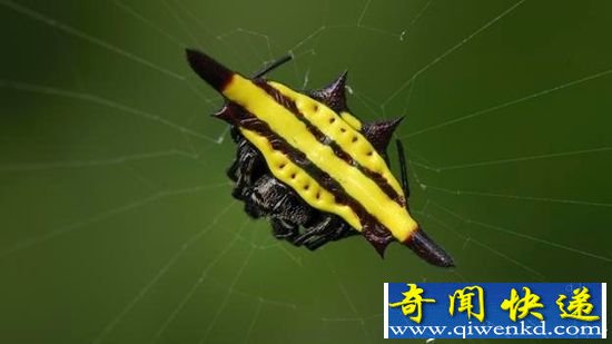 10种最美蜘蛛 孔雀蜘蛛彩虹色腹部吸引异性