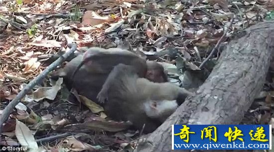 泰国母猴死于车祸 小猴抱尸痛哭不愿离开妈妈