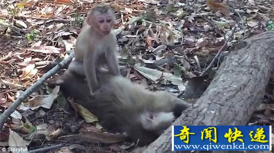 泰国母猴死于车祸 小猴抱尸痛哭不愿离开妈妈