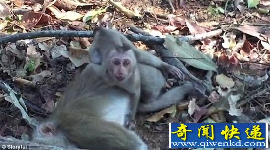 泰国母猴死于车祸 小猴抱尸痛哭不愿离开妈妈