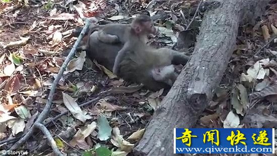 泰国母猴死于车祸 小猴抱尸痛哭不愿离开妈妈