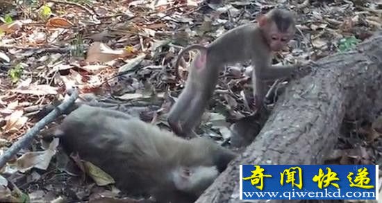泰国母猴死于车祸 小猴抱尸痛哭不愿离开妈妈