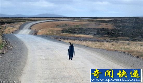 一对老夫妻偶遇一只宇宙最孤独企鹅:向着远方