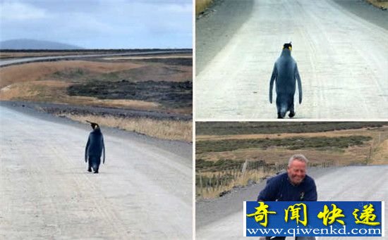 一对老夫妻偶遇一只宇宙最孤独企鹅:向着远方