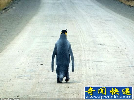 一对老夫妻偶遇一只宇宙最孤独企鹅:向着远方