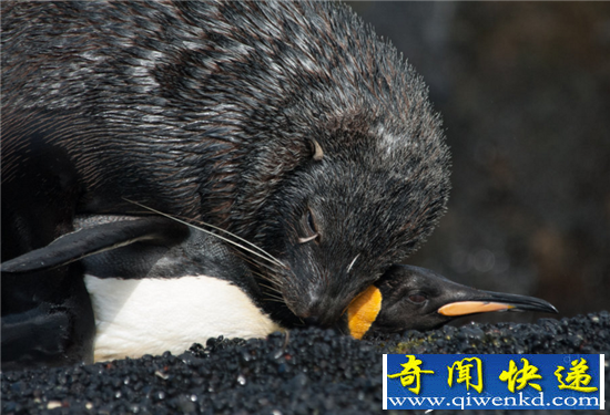 海报性侵帝企鹅致流血:蠢萌海豹竟是强奸犯!