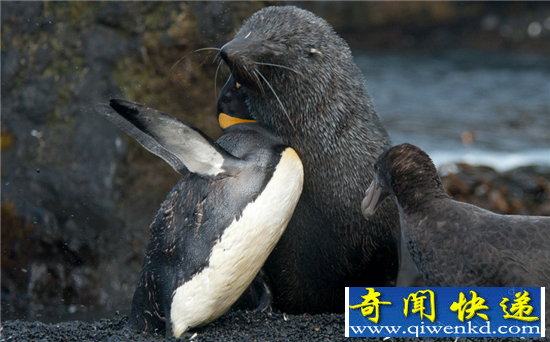 海报性侵帝企鹅致流血:蠢萌海豹竟是强奸犯!