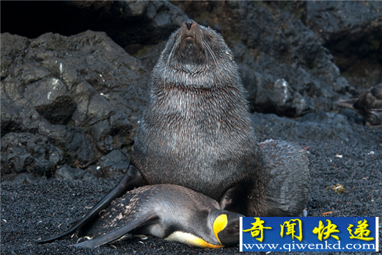 海报性侵帝企鹅致流血:蠢萌海豹竟是强奸犯!