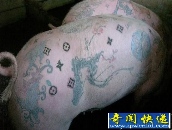 这有一只价值50万的猪:它被向大爷一样伺候着
