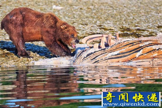 阿拉斯加现三熊大战 互相厮杀只为鲸尸