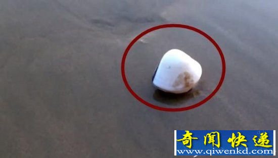国外一男子详细记录蛤蜊是如何钻入土中