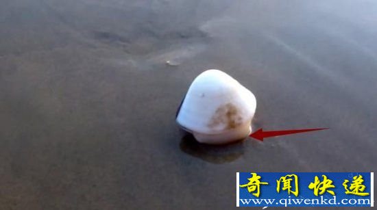 国外一男子详细记录蛤蜊是如何钻入土中