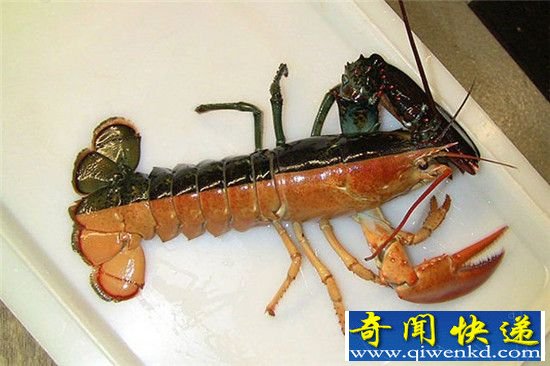 惊爆眼球!这些颜色诡异的动物竟真的存在!