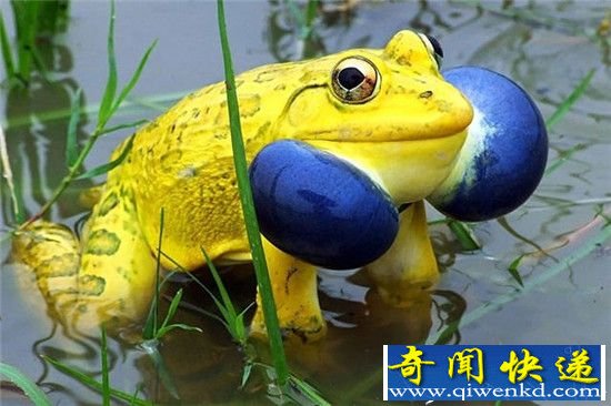 惊爆眼球!这些颜色诡异的动物竟真的存在!
