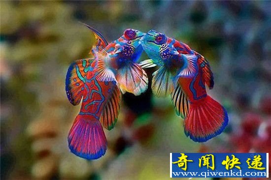 惊爆眼球!这些颜色诡异的动物竟真的存在!