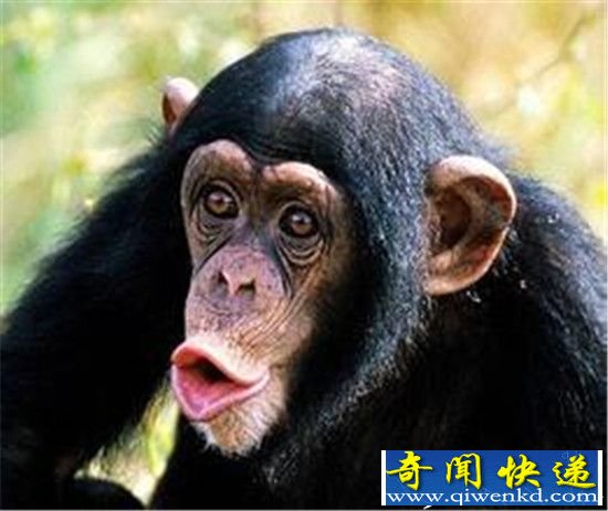 动物也搞同性恋?揭秘十大“断背山”物种
