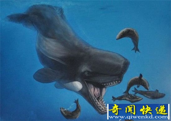 梅尔维尔鲸巨兽大复活:鲨鱼也只是开胃小菜!