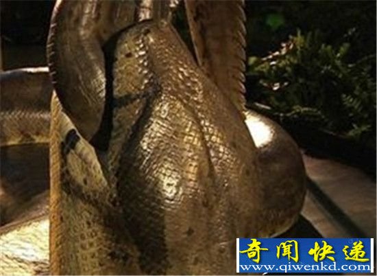泰坦巨蟒身世大揭密15米长重1吨