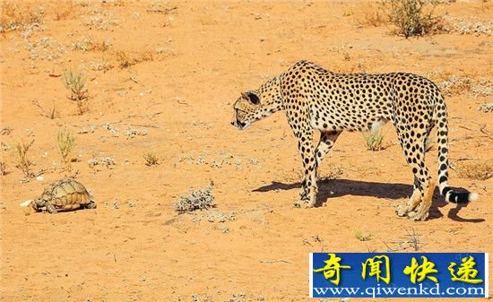 动物界中的淡定哥:乌龟遇印度豹淡定存活