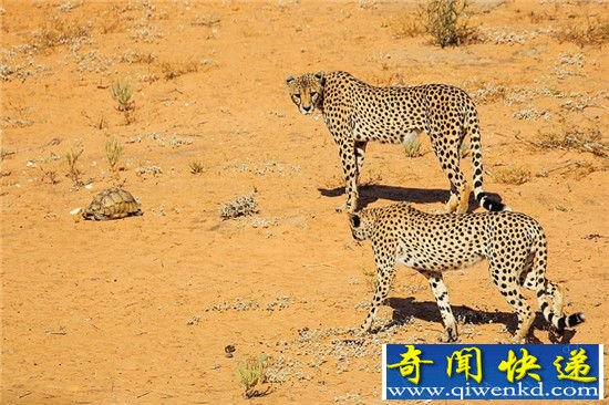 动物界中的淡定哥:乌龟遇印度豹淡定存活