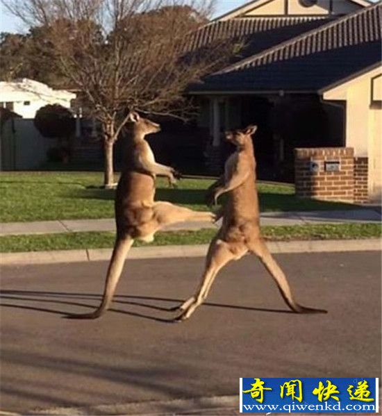 澳大利亚袋鼠街头互殴:腾空踢对方裆部堪称武术大师!
