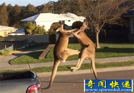 澳大利亚袋鼠街头互殴:腾空踢对方裆部堪称武术大师!