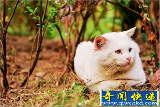 天啦噜!猫咪这八种动作是对你表达爱意哦