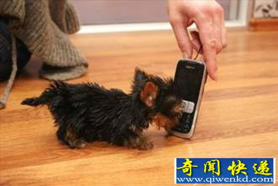 全球最小动物排行榜 猫奴狗奴爱到哭了