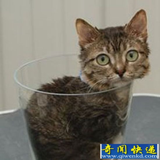 全球最小动物排行榜 猫奴狗奴爱到哭了