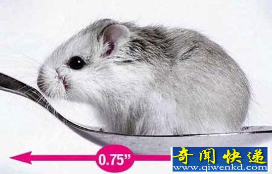 全球最小动物排行榜 猫奴狗奴爱到哭了