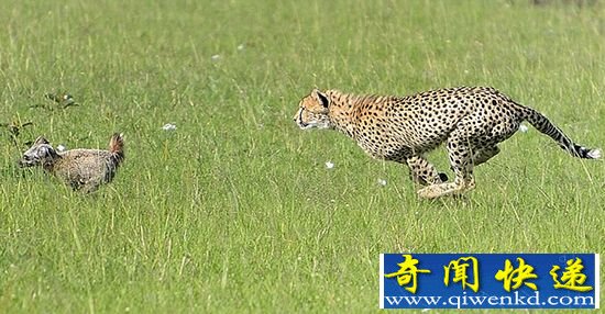 【动物趣图】非洲肯尼亚猎豹捕食野狗 反被猎物倒追