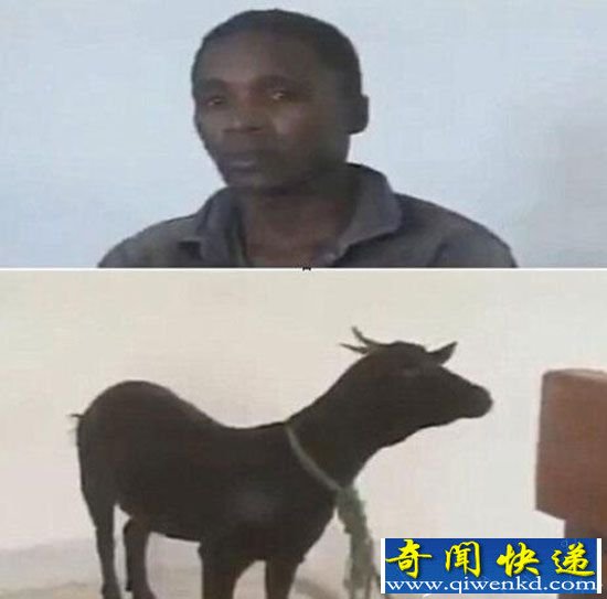 人兽强奸案全球奇葩盘点:小伙看AV干死8只母鸡
