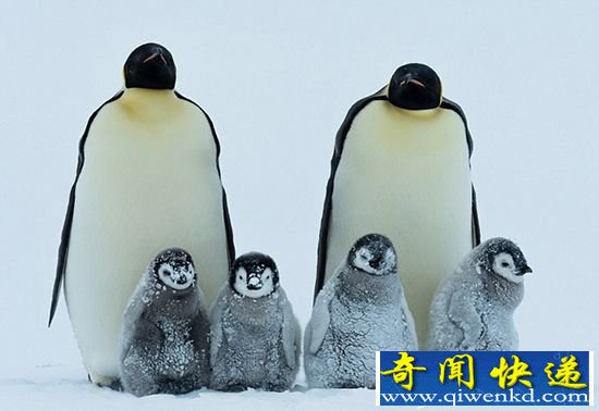 企鹅也怕冷!南极帝企鹅群相拥取暖抵御暴风雪