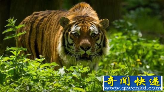 谁是地球上最致命猎手?蓝鲸一天吞下4吨食物