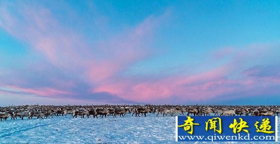 【动物美图】北欧数千头驯鹿向南迁徙 壮观震撼