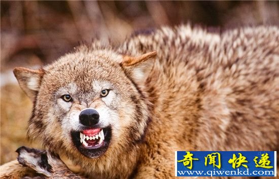 世界十大著名杂交动物盘点:原来它也是