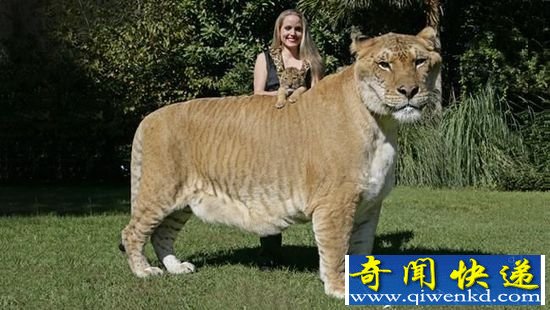 世界十大著名杂交动物盘点:原来它也是