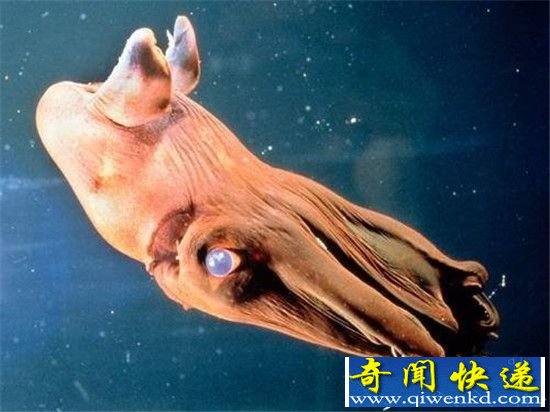 动物界十五大吸血鬼盘点:想不到它竟然也是!