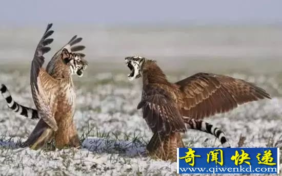盘点:十大难以置信杂交出来的动物 大象与鸭子?