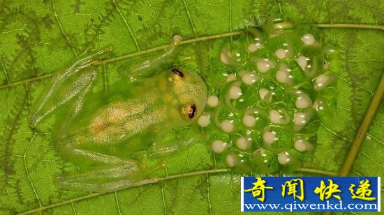 美丽透明的十种动物 拥有魔幻外表的精灵