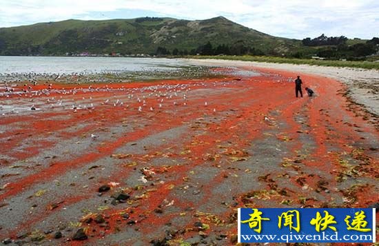新西兰磷虾被冲上海岸 海水“染红”别有意境