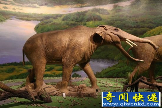 人类祖先是大脚野人?动物祖先都是远古巨兽