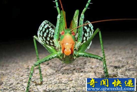 全球最巨型昆虫盘点